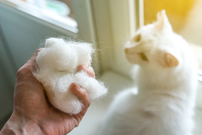 白い猫と抜け毛を持つ人の手