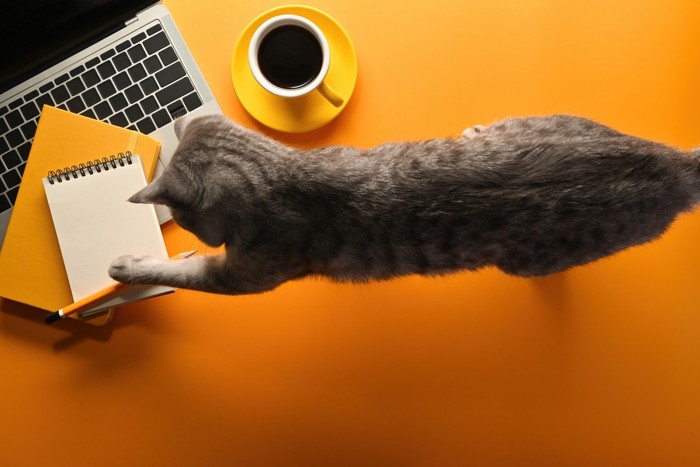パソコン前のペンに手を伸ばす猫