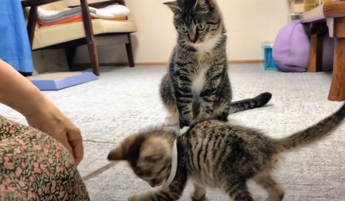 紐で遊ぶ2匹の猫