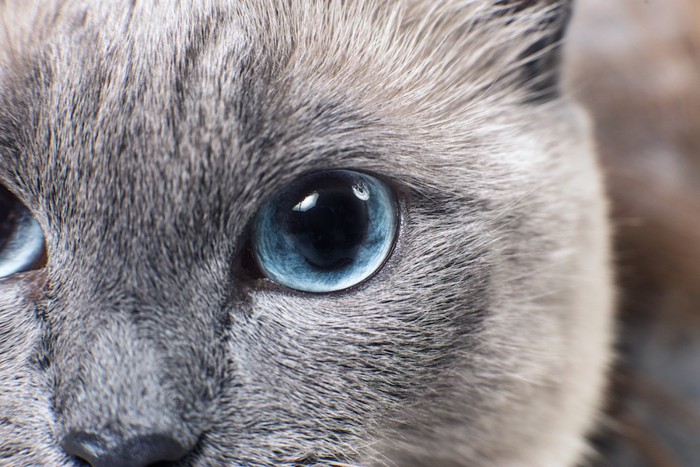青い瞳の猫のアップ