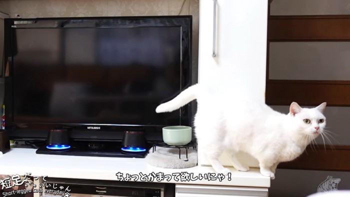テレビの前に立つ猫