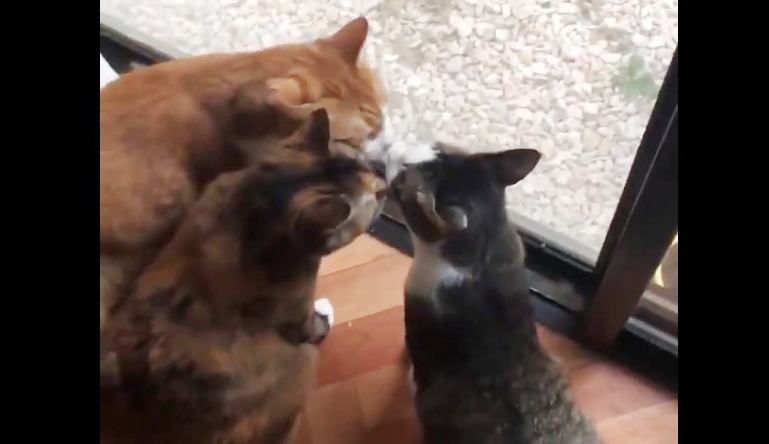 ヒソヒソ話す三匹の猫