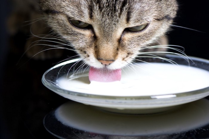 牛乳を飲む猫