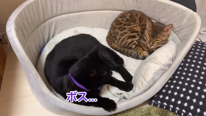 猫ベッドにいる2匹の猫