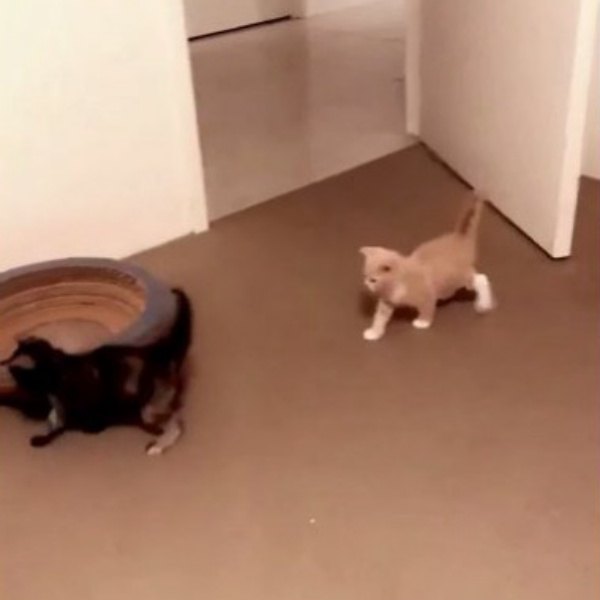 室内を歩いている2匹の子猫