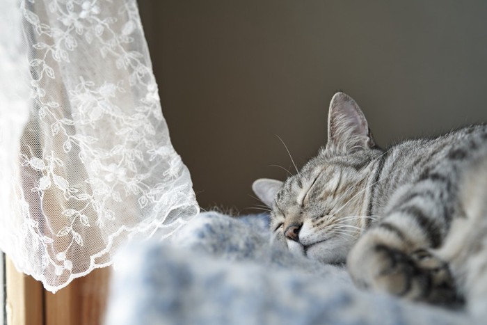 カーテンの横で眠っている猫