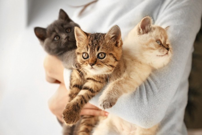 三匹の猫を抱く人