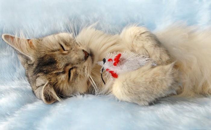 ねずみのおもちゃを抱えて眠るソマリの子猫