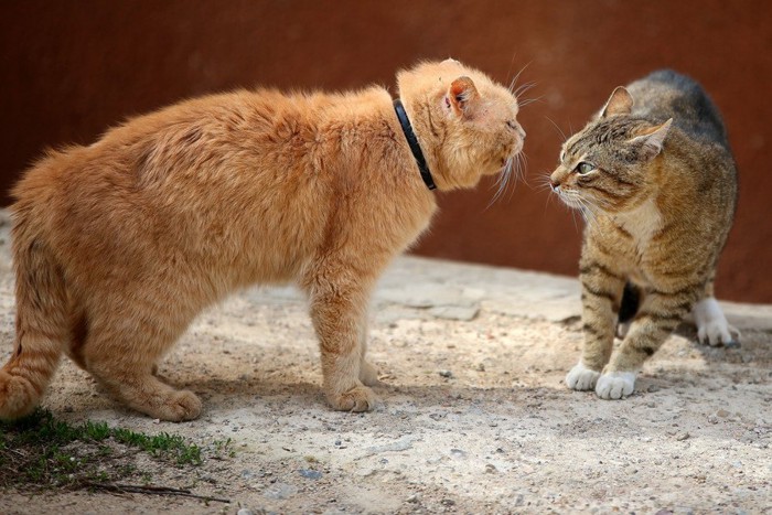 二匹の猫の争い