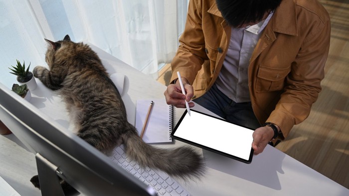 机の上で男性にお尻を向けて横座りする猫
