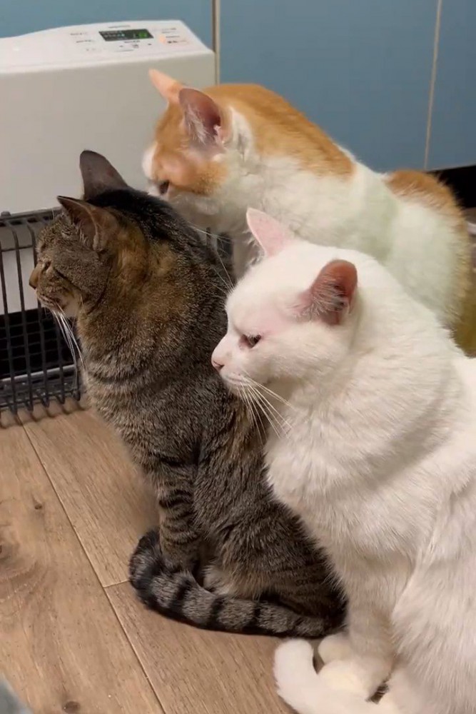 座る3匹の猫