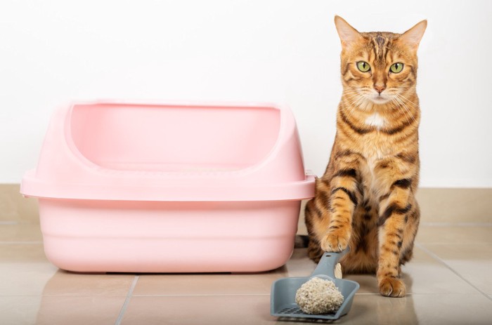 .トイレ掃除を催促する猫