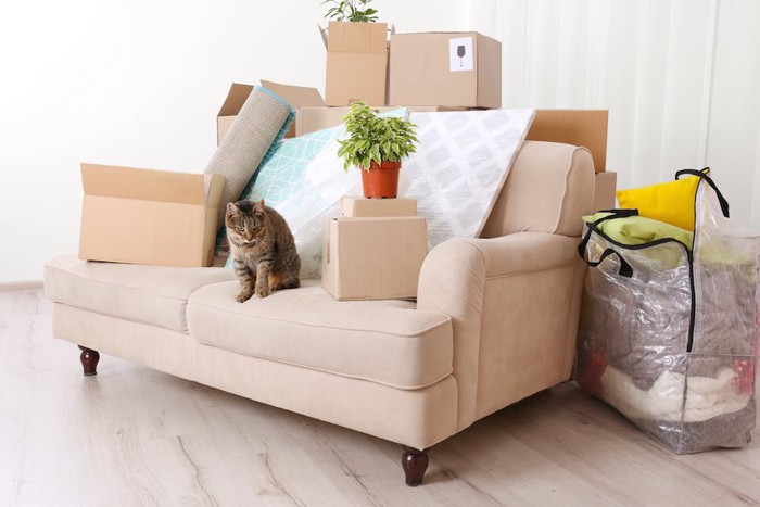 新居のソファーに座る猫とダンボール箱