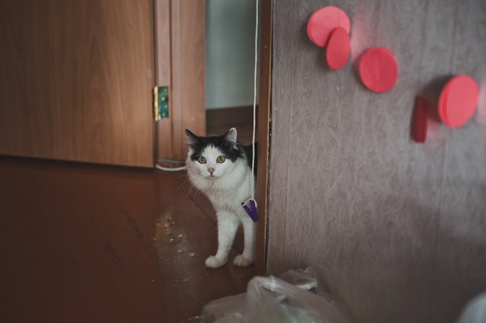 部屋の入り口から見つめる猫