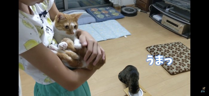 ご飯を食べる猫と抱っこされる猫
