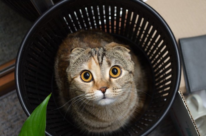 ゴミ箱から見上げる猫