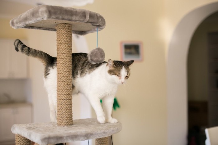 キャットタワーに乗る猫