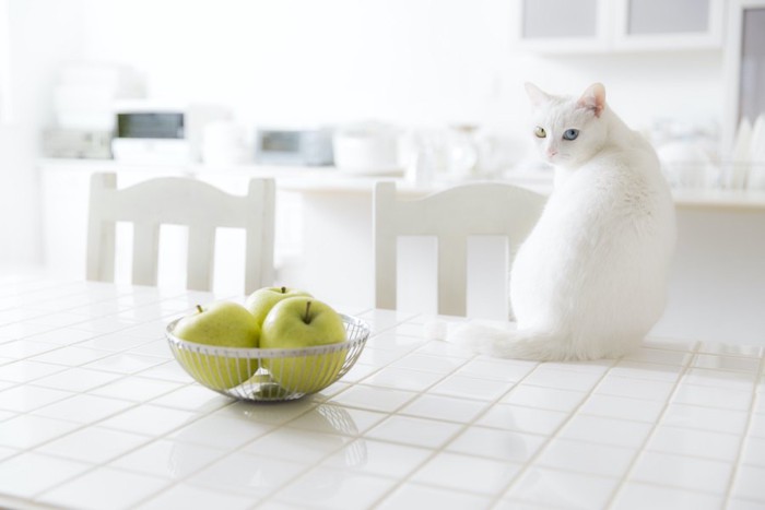 キッチンに座ってこちらを振り返る白猫