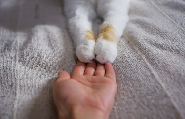両手を人の手に乗せる猫