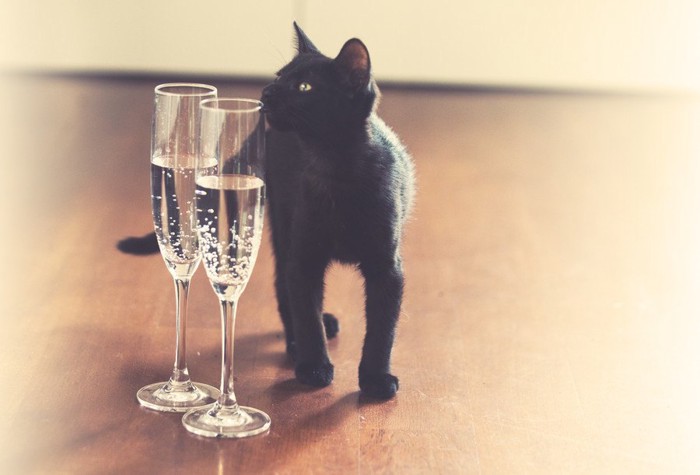 ワイングラスと猫