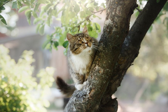 木の上に登る猫