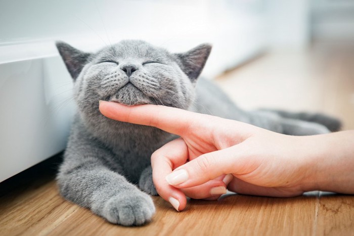 あごを撫でられる灰色の猫