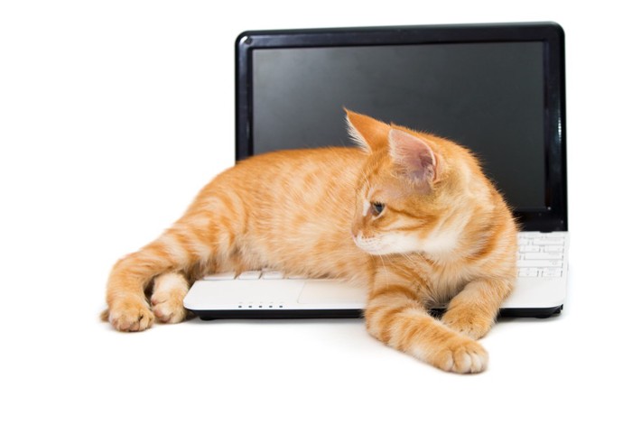 パソコン上でくつろぐ猫