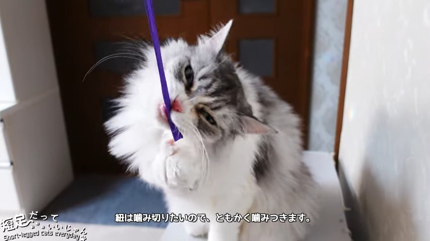 紐で遊ぶ猫