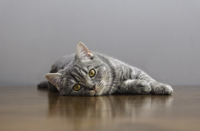 床に横になってこちらを見る猫