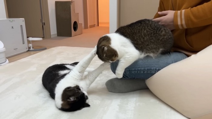 膝に乗る猫と寝そべる猫