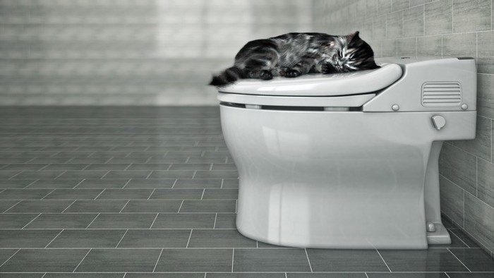 トイレで寝る猫