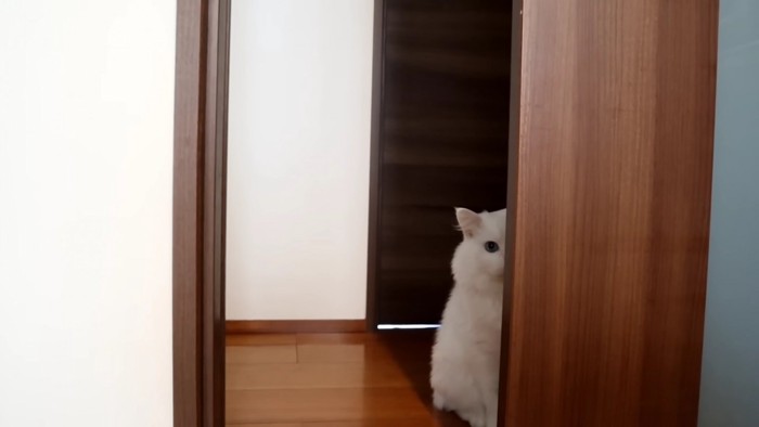 扉の向こうで待つ白猫