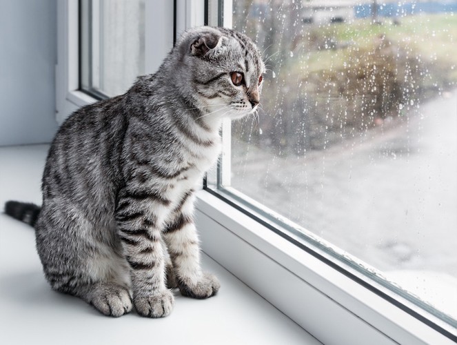 窓からのぞく猫