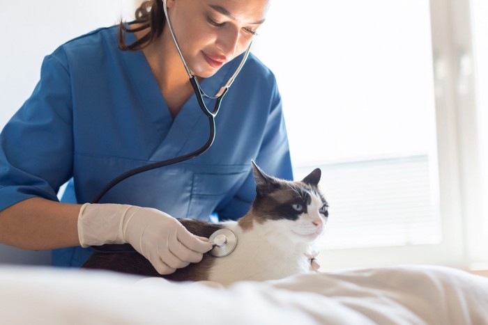 .獣医師の診察を受ける猫