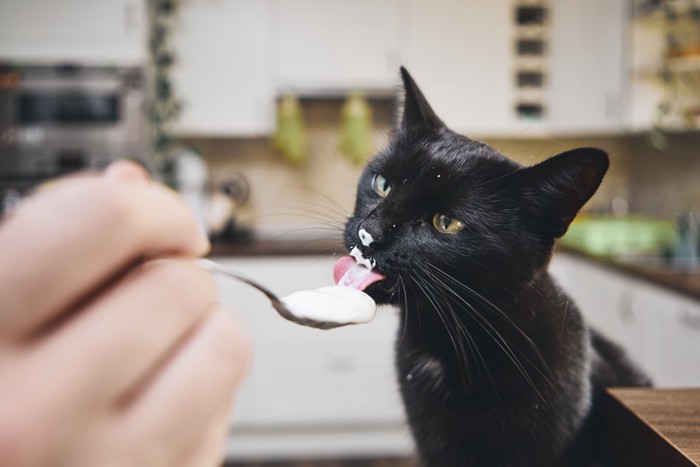 ヨーグルトを舐める黒猫