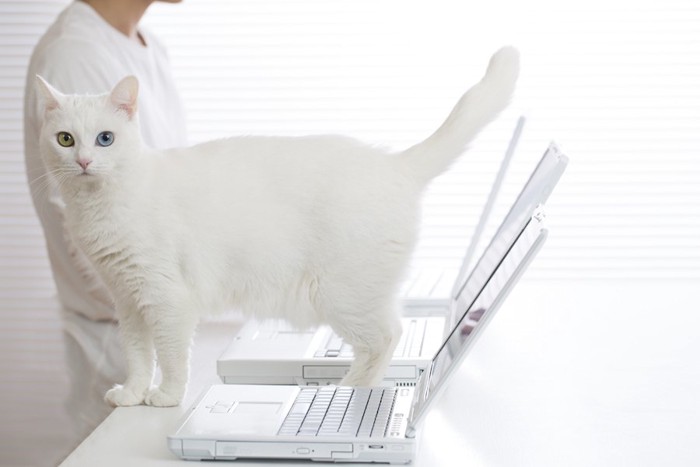 パソコン作業中の飼い主に近づく猫