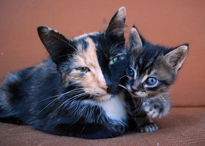顔の中央で模様がきれいに分かれている母猫と子猫