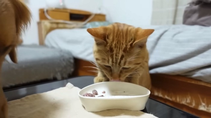 ステーキを食べる猫