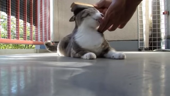 人間の指を舐める猫