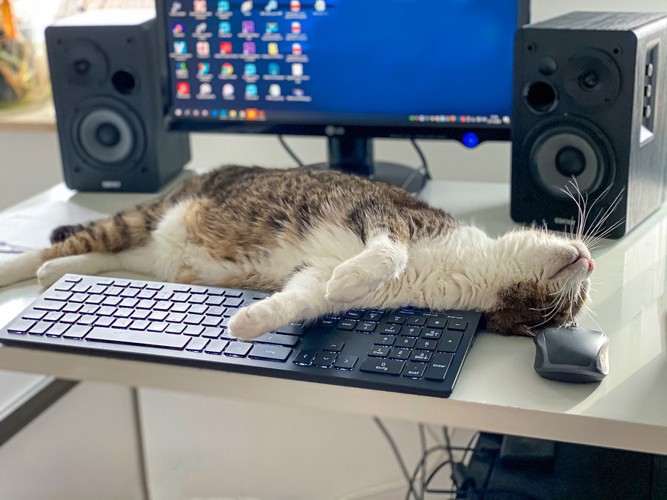 パソコン作業を邪魔する猫