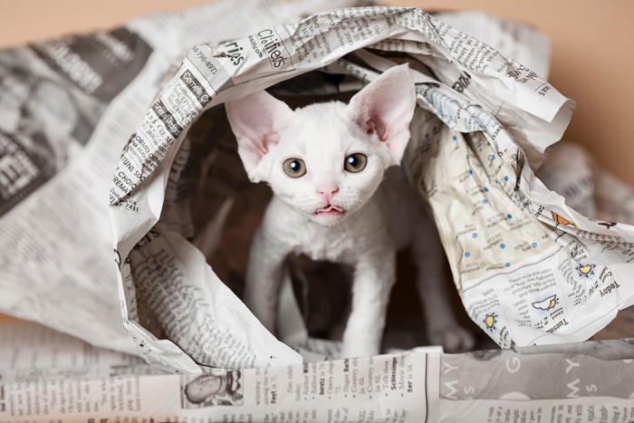 新聞紙の中にいる子猫