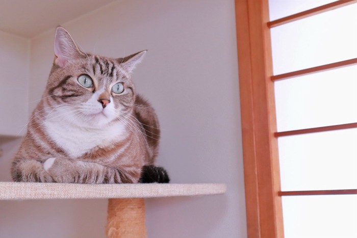 キャットタワーの上で見ている猫