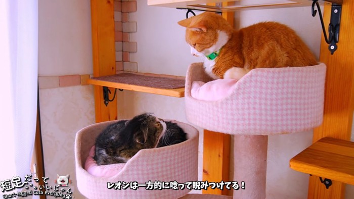 キャットタワーでにらみ合う2匹の猫