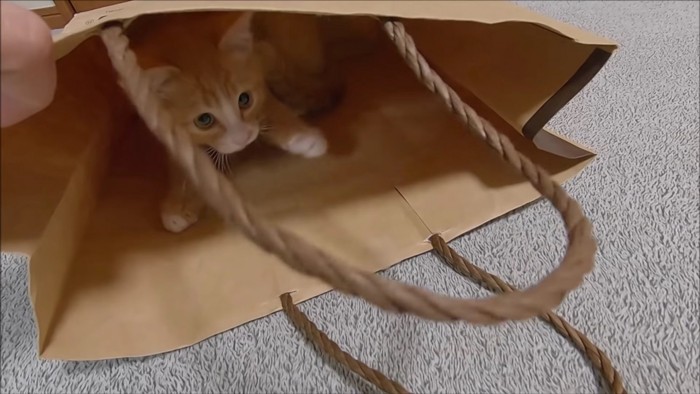 紙袋から狙う子猫