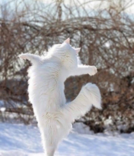 立ち上がり両手を広げる白猫