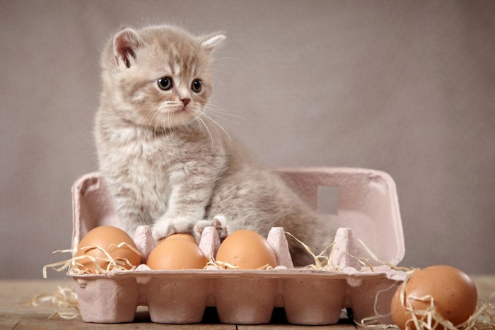 卵の上に乗る子猫