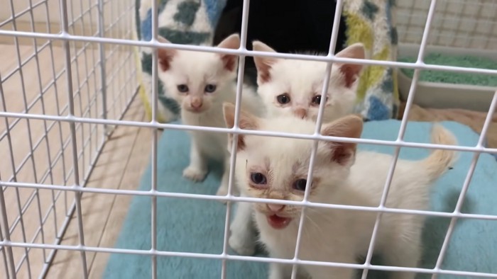 3匹の白い子猫