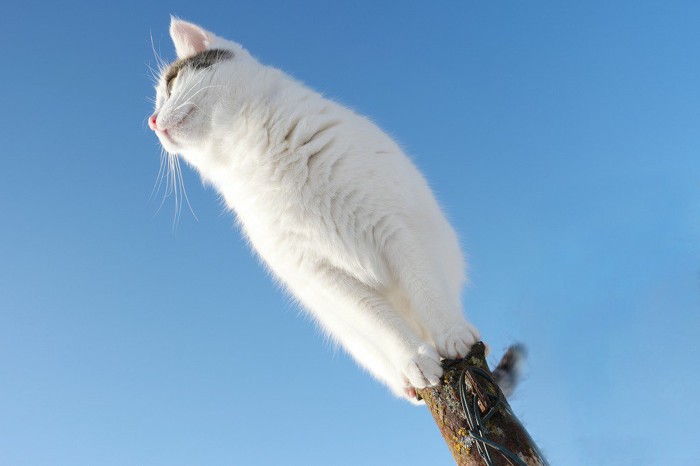 細い棒のてっぺんに乗っている青空に映える猫