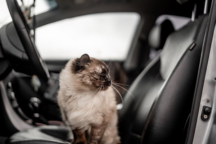 車の助手席に座る猫