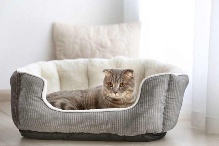 猫用のベッドでくつろぐ猫